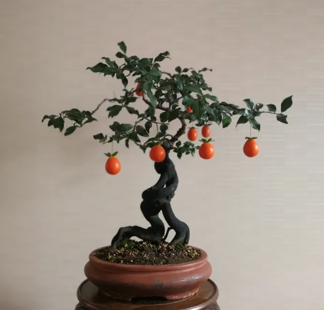 Bonsai Fruit Seed Balcony Garden
