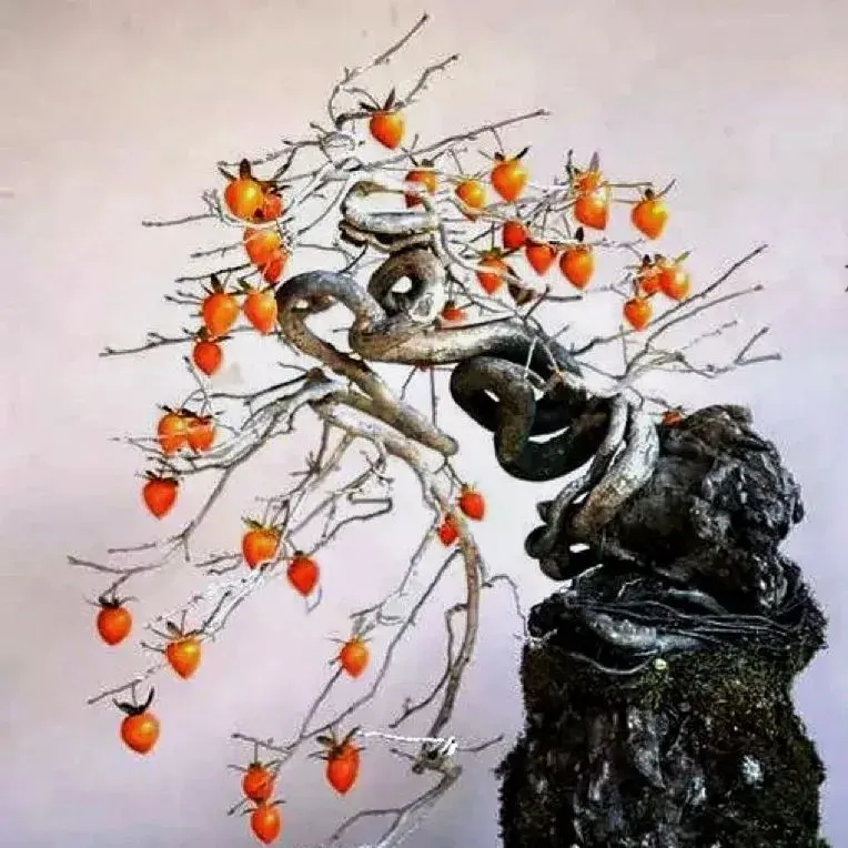 Bonsai Fruit Seed Balcony Garden