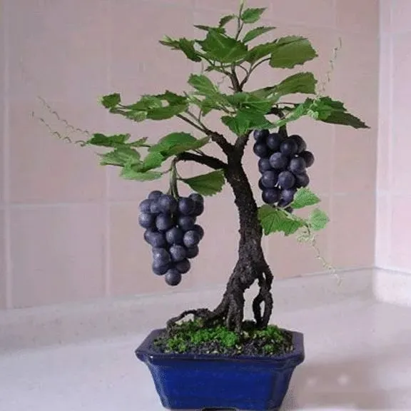 Bonsai Fruit Seed Balcony Garden