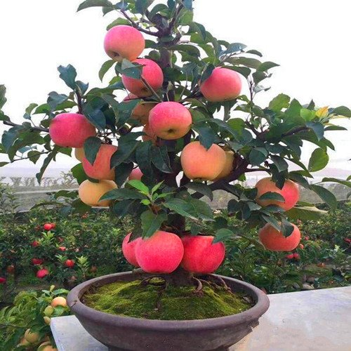 Bonsai Fruit Seed Balcony Garden