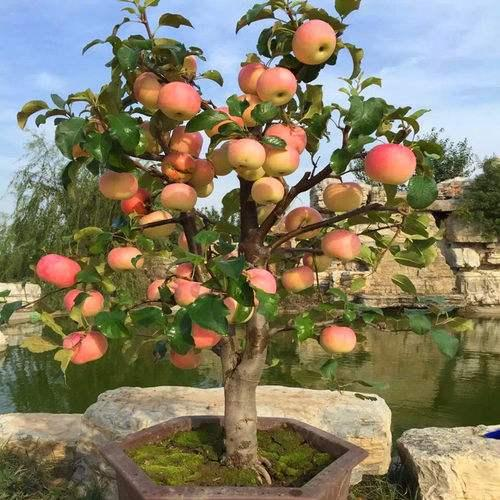 Bonsai Fruit Seed Balcony Garden