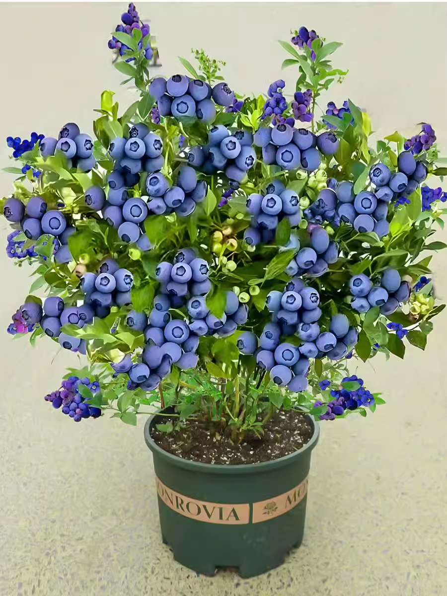 Bonsai Fruit Seed Balcony Garden