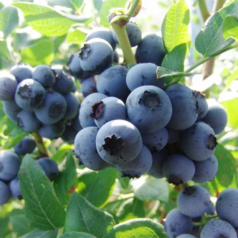 🫐Rare Giant Blueberry Seeds💙