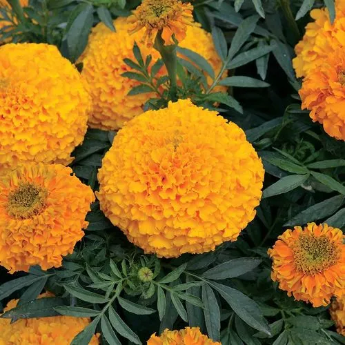 Blue Chrysanthemum Marigold Flower Seeds