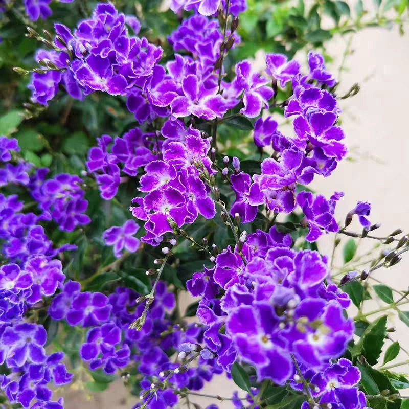 Lace Gold Dew Flower Seeds💜