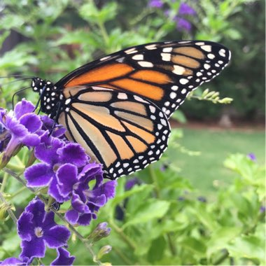 Lace Gold Dew Flower Seeds💜