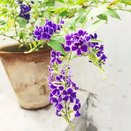 Lace Gold Dew Flower Seeds💜