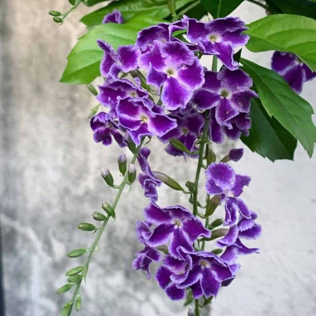 Lace Gold Dew Flower Seeds💜