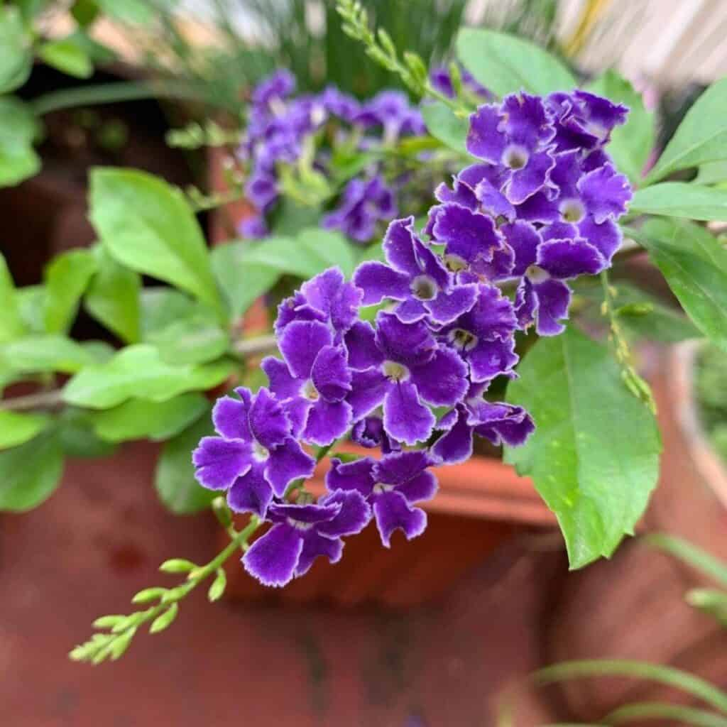 Lace Gold Dew Flower Seeds💜