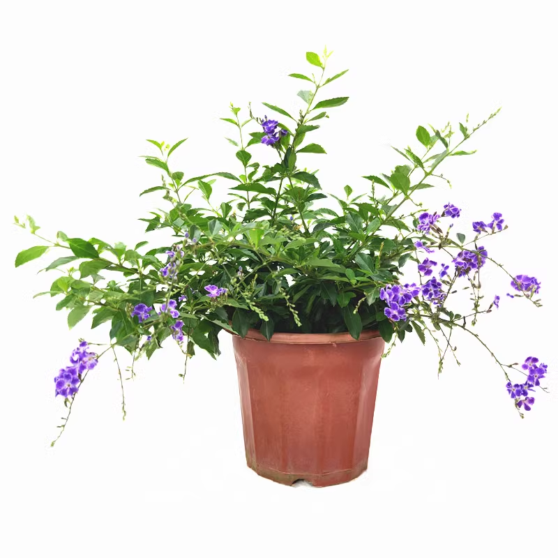 Lace Gold Dew Flower Seeds💜