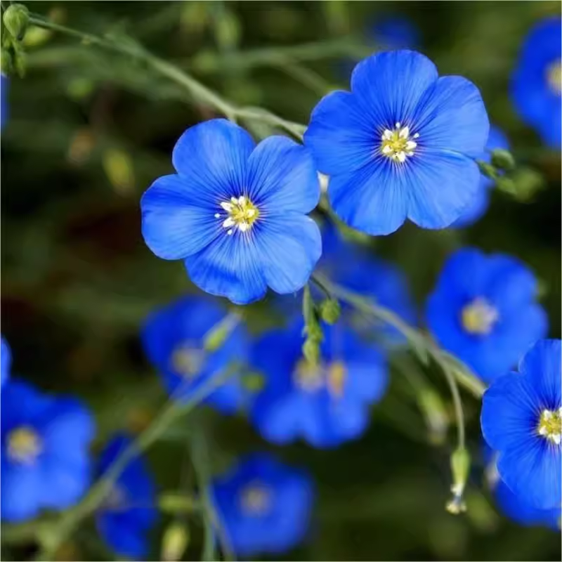 🌙💙Perennial Blue Linum Perenne Seeds