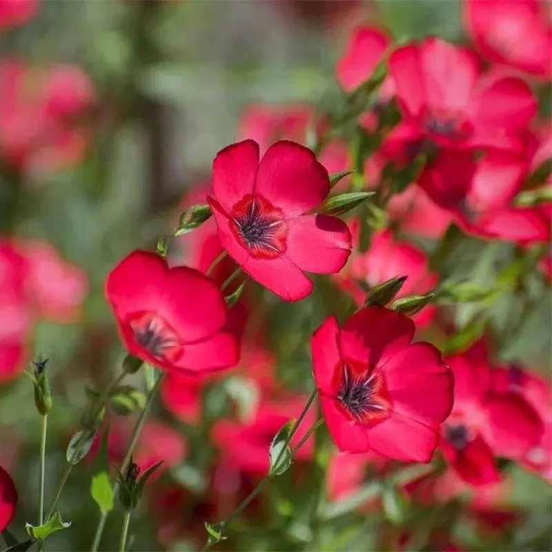 🌙💙Perennial Blue Linum Perenne Seeds