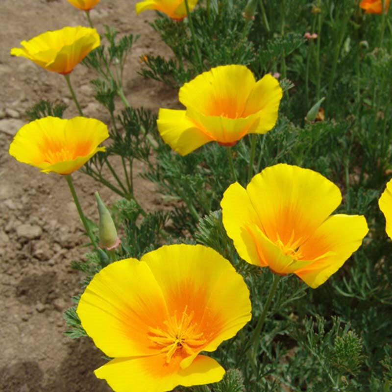 🌙💙Perennial Blue Linum Perenne Seeds
