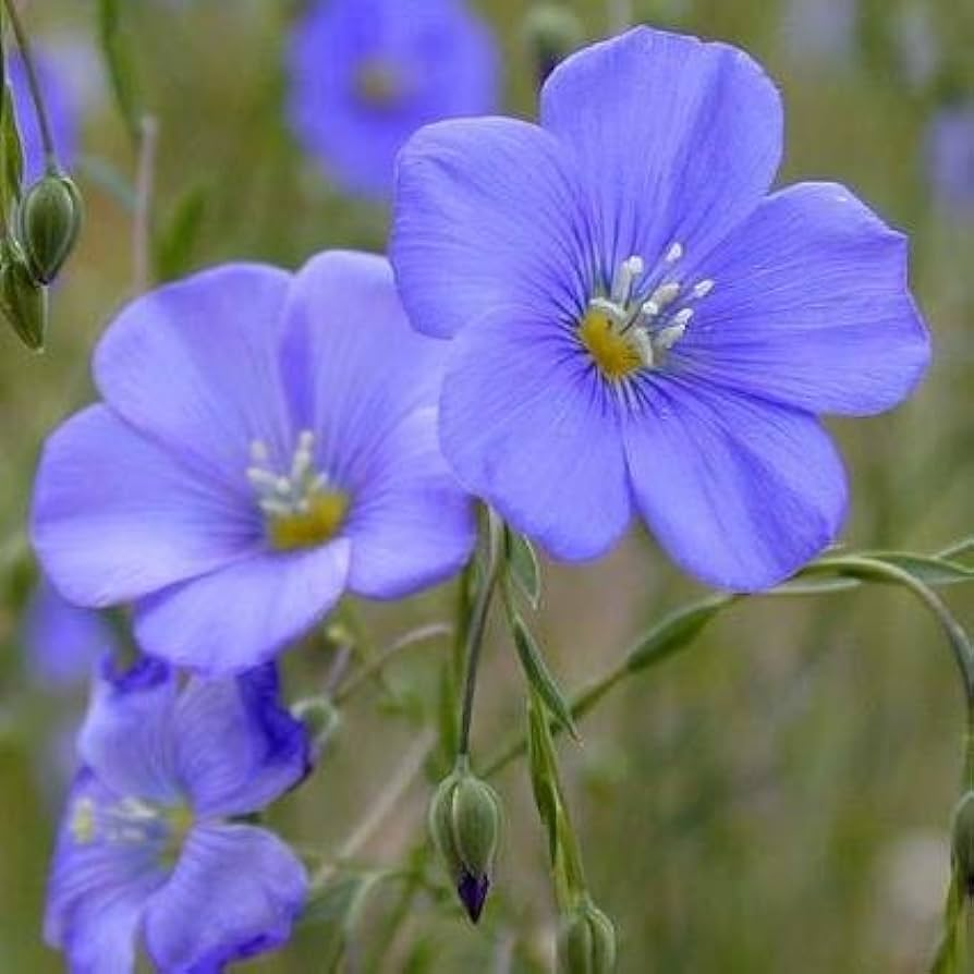 🌙💙Perennial Blue Linum Perenne Seeds