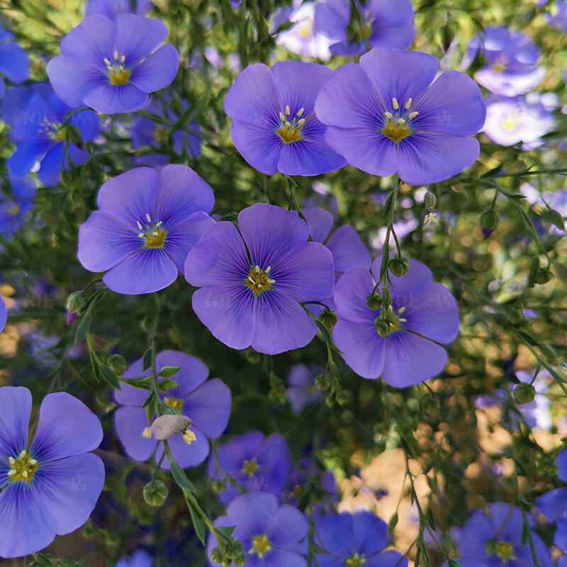 🌙💙Perennial Blue Linum Perenne Seeds