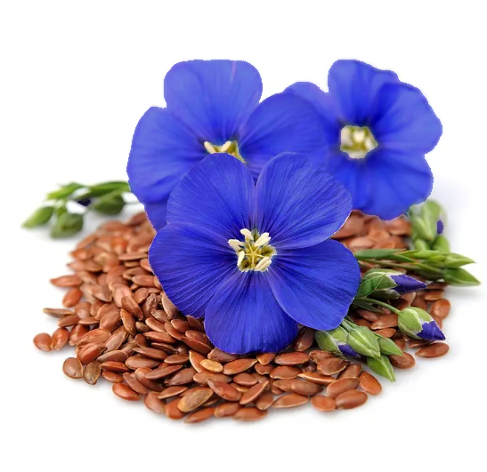 🌙💙Perennial Blue Linum Perenne Seeds