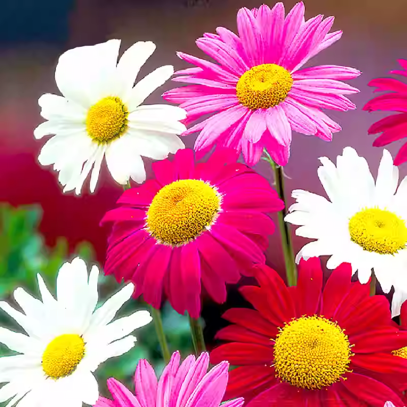 Mixed color pyrethrum Seeds
