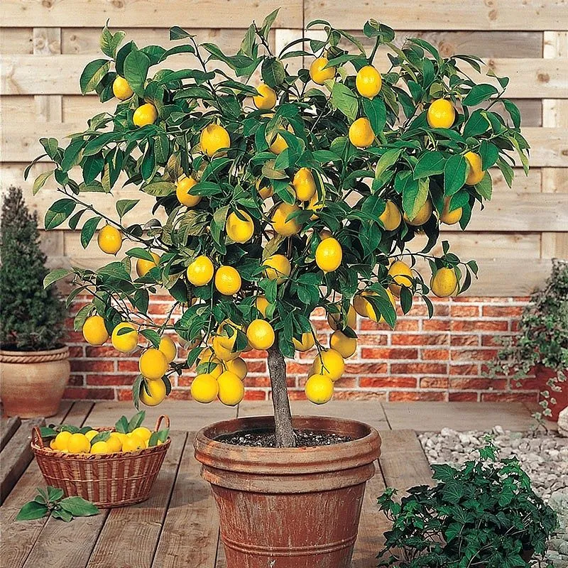 🍊CitrusFruit Seeds