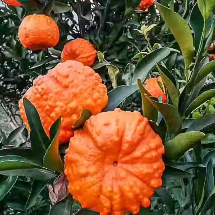🍊Citrus Fruit Seeds