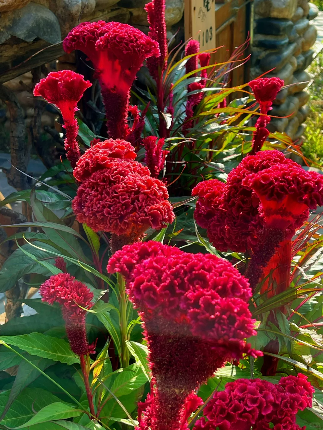 Celosia Flower Seeds