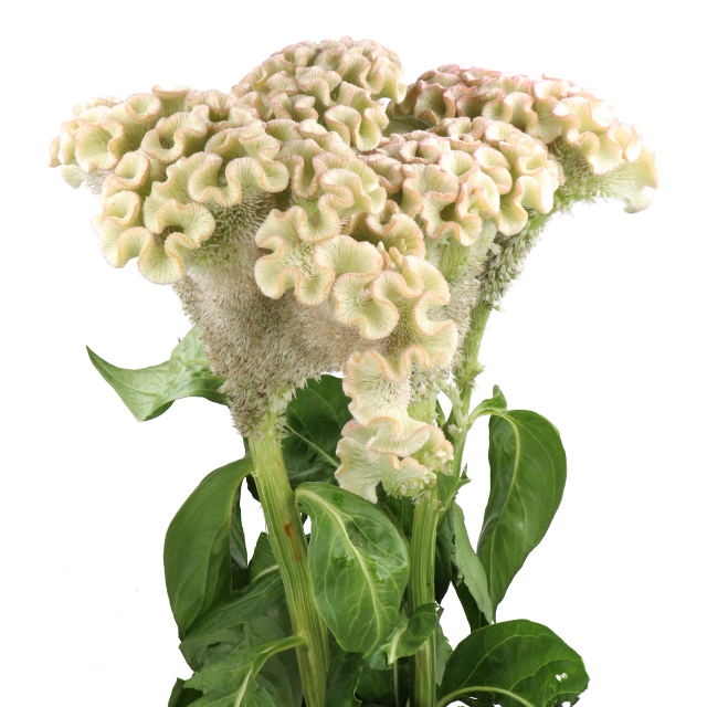 Celosia Flower Seeds