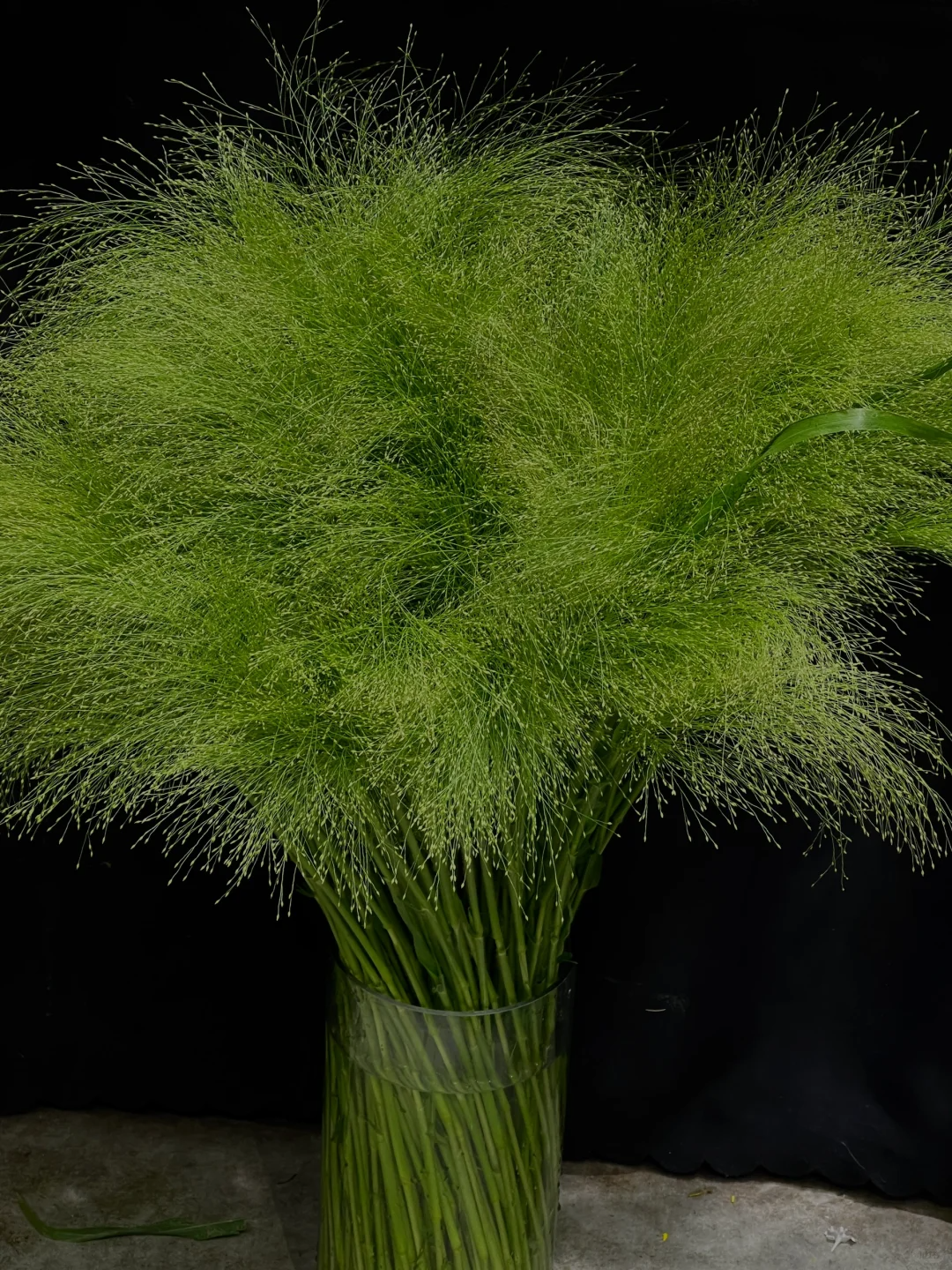 Fountain Grass Seeds