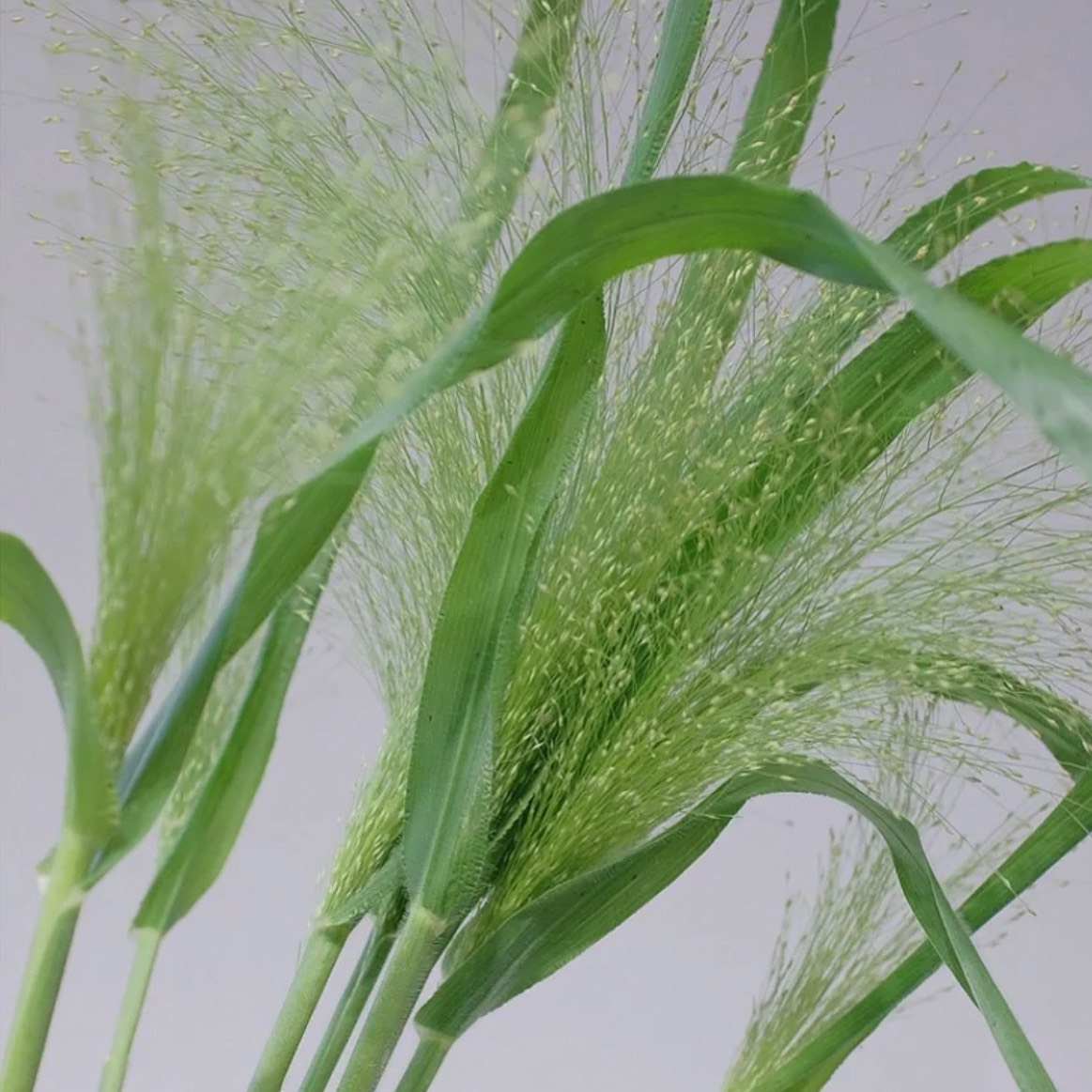 Fountain Grass Seeds