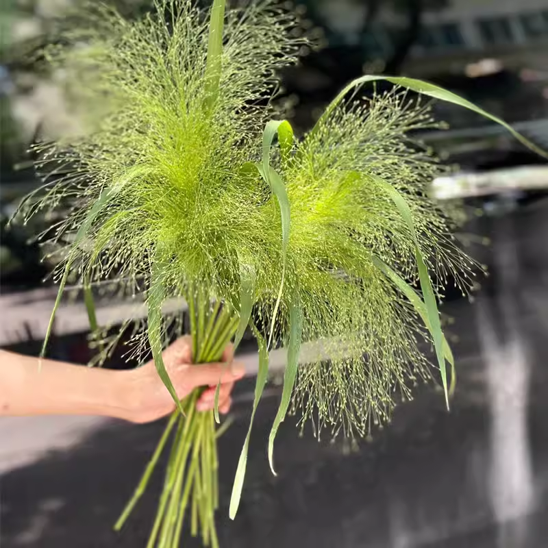 Fountain Grass Seeds
