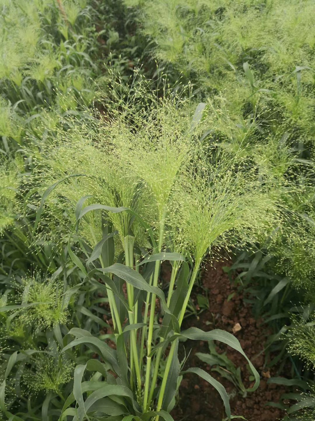 Fountain Grass Seeds