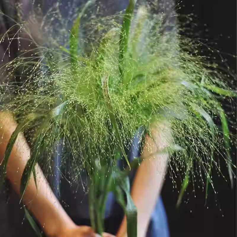 Fountain Grass Seeds