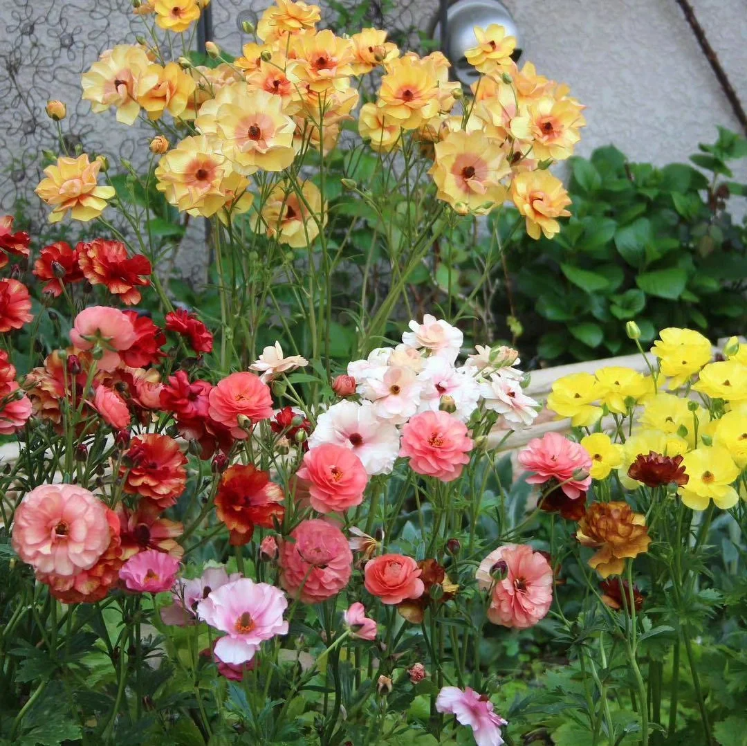 Butterfly Ranunculus seeds