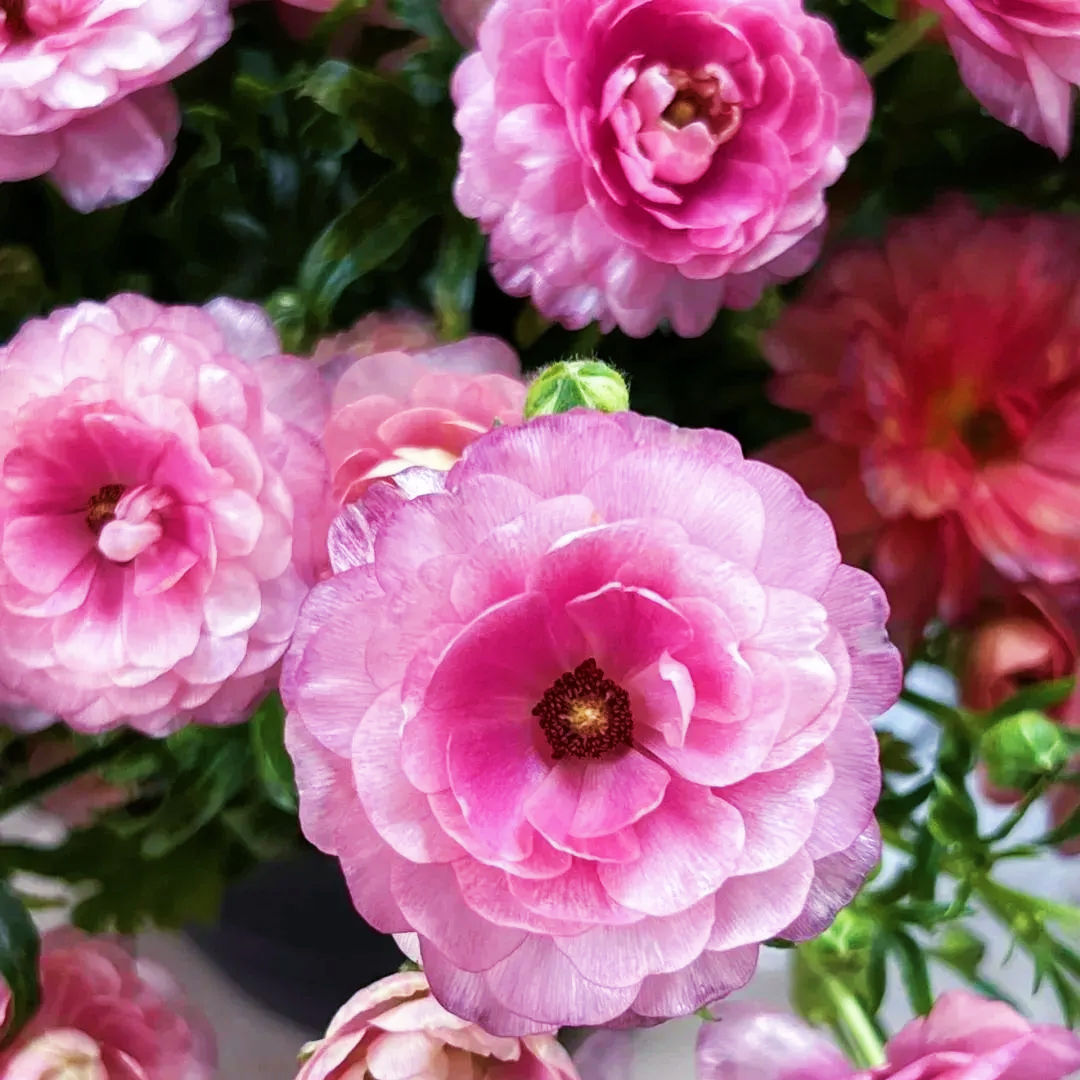 Butterfly Ranunculus seeds