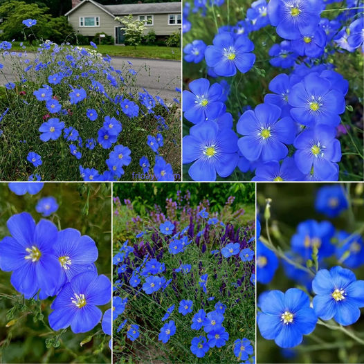 🌙💙Perennial Blue Linum Perenne Seeds Blue Flax Seeds