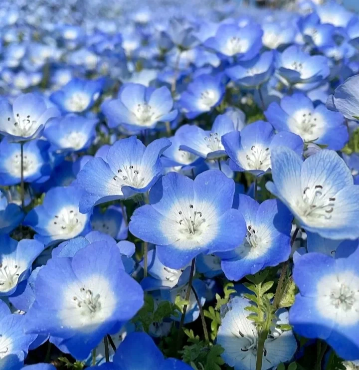 🌙Blue Eyes Xilinensis Seeds