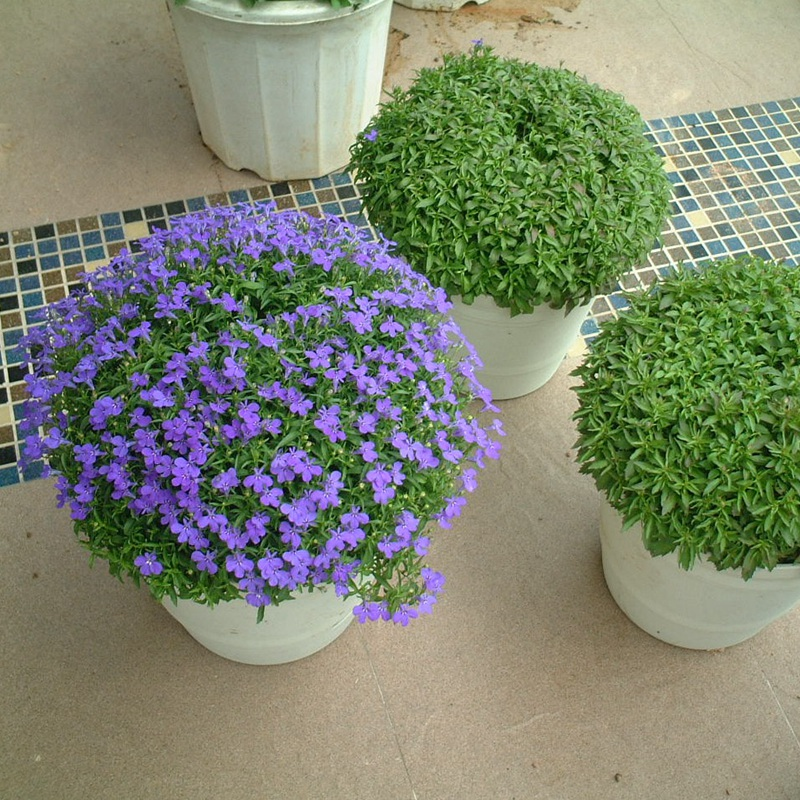 🌙💙Perennial Blue Linum Perenne Seeds Blue Flax Seeds