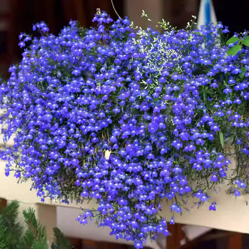 🌙💙Perennial Blue Linum Perenne Seeds Blue Flax Seeds