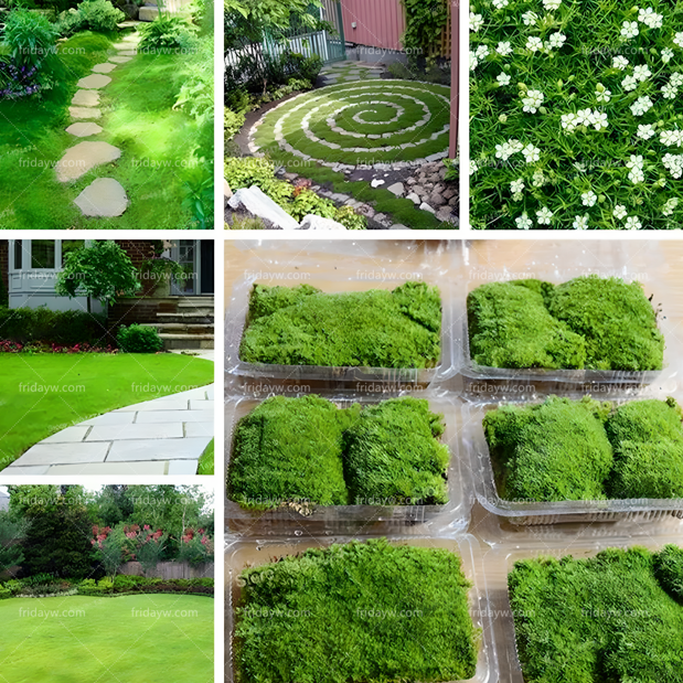 🐇Irish Moss Grass Seeds--Soft& Creeping growth
