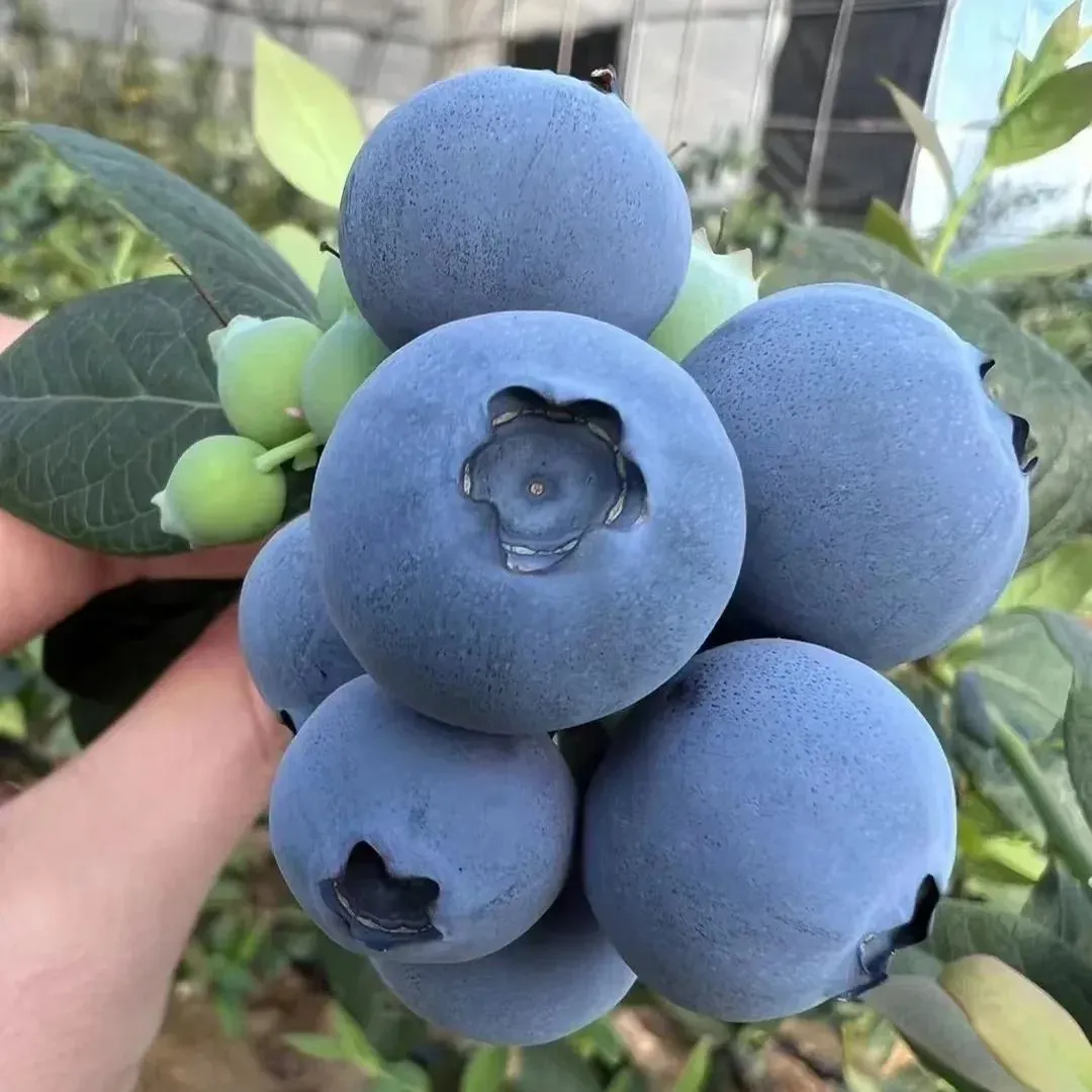 100Pcs Organic Berry Seeds-- Delicious & Healthy🍓