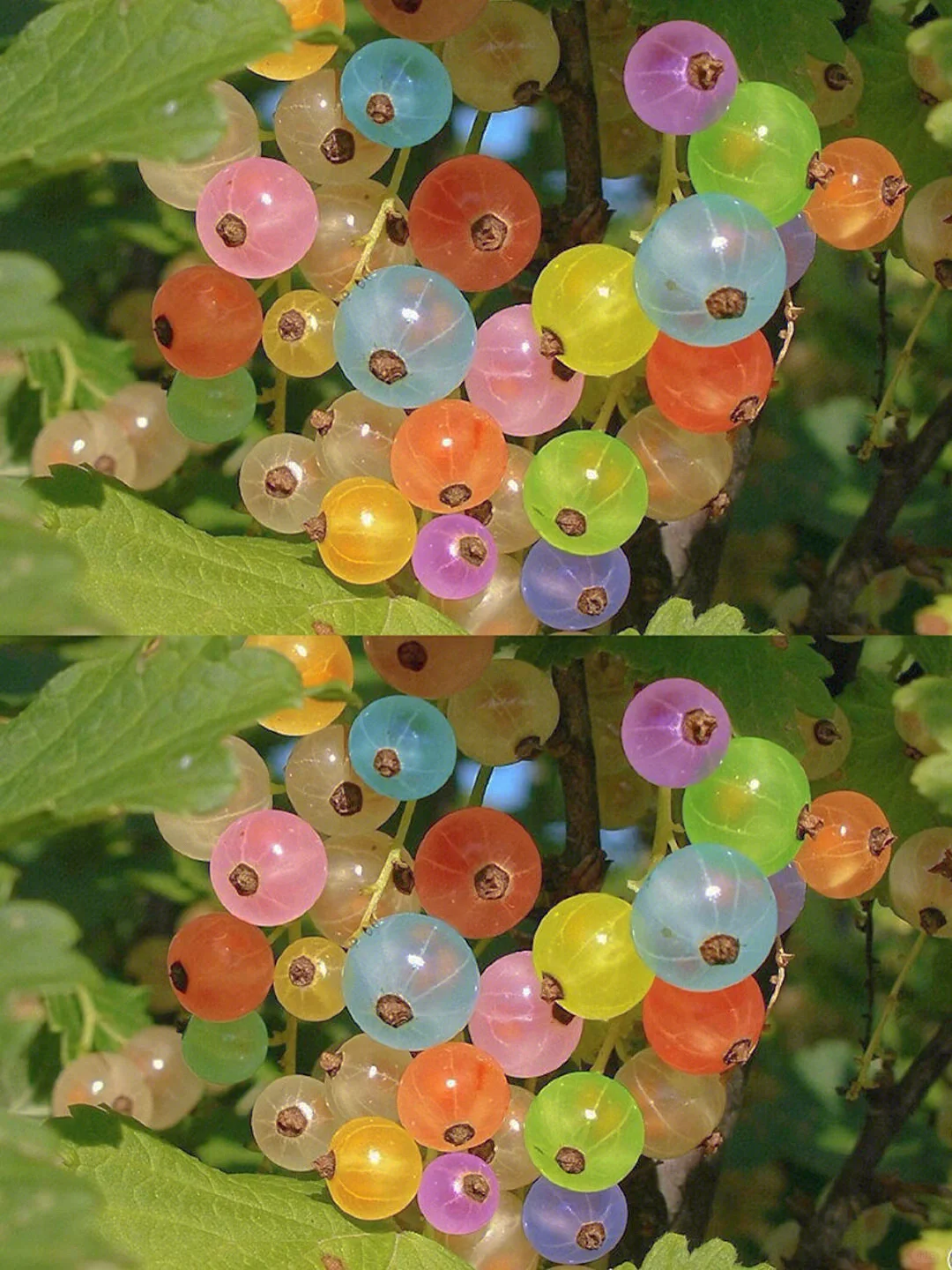 Mixed color candy gooseberry seeds 50 pcs