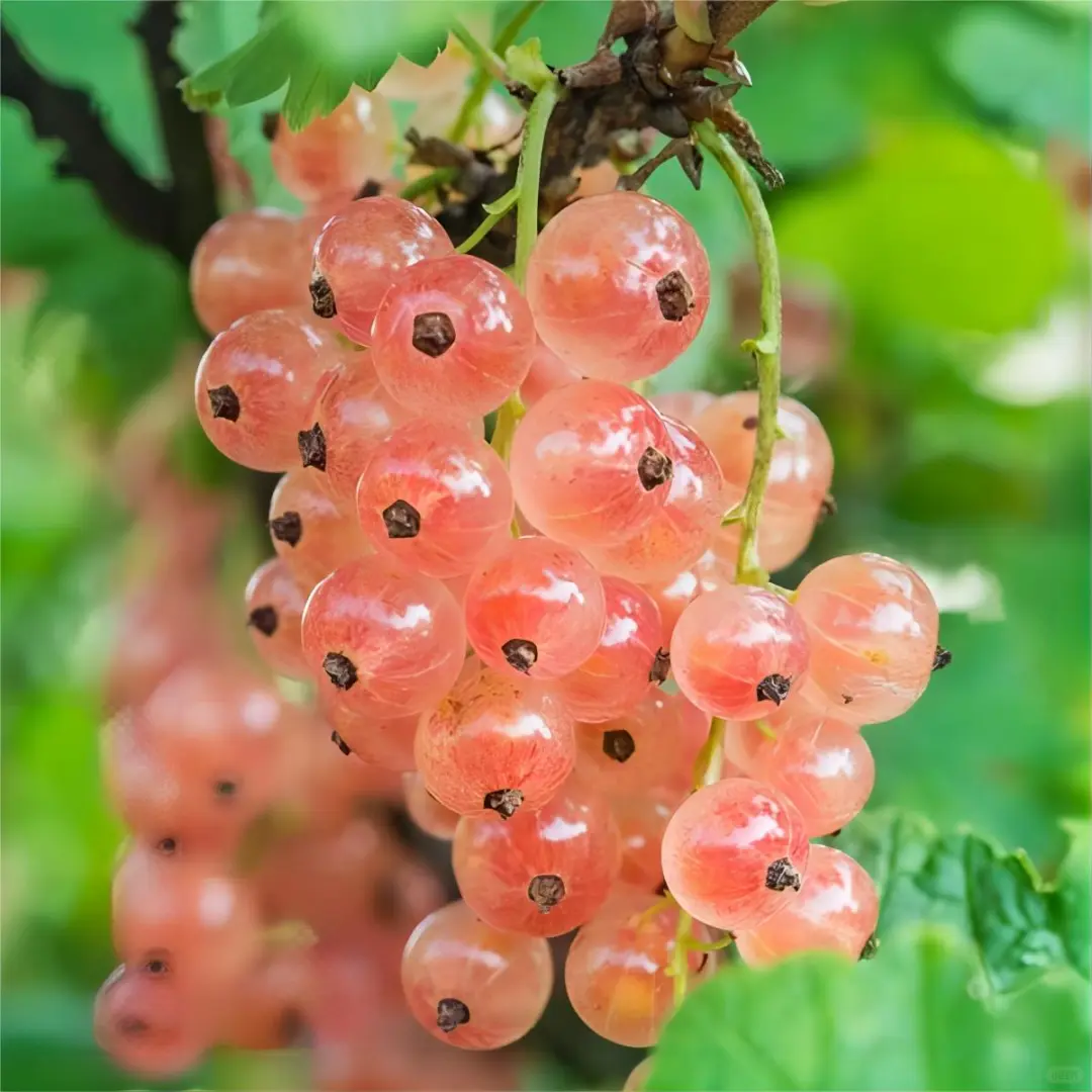 100Pcs Organic Berry Seeds-- Delicious & Healthy🍓