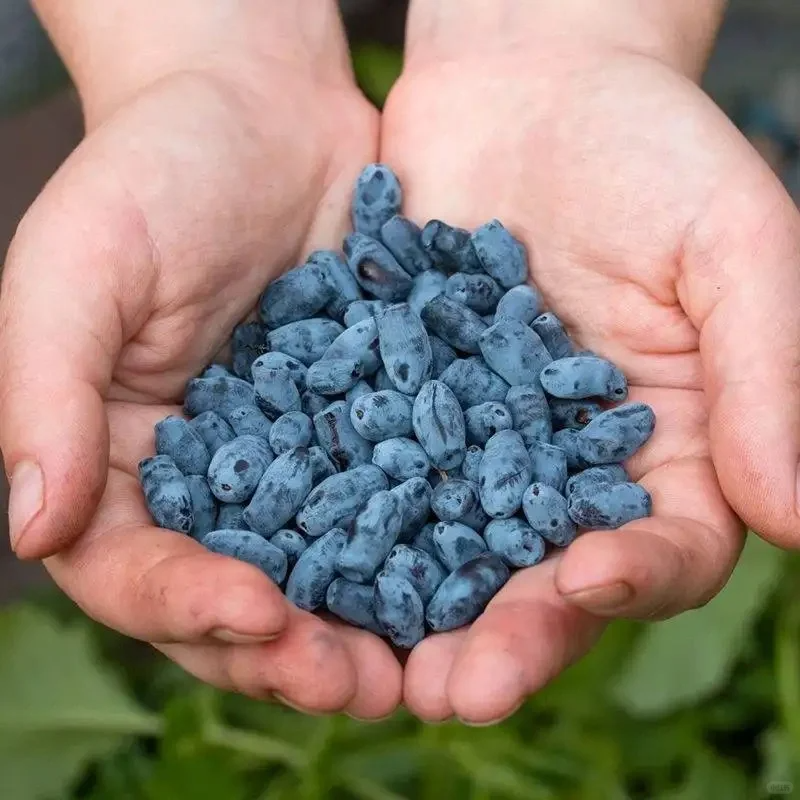 Blue indigo fruit seeds