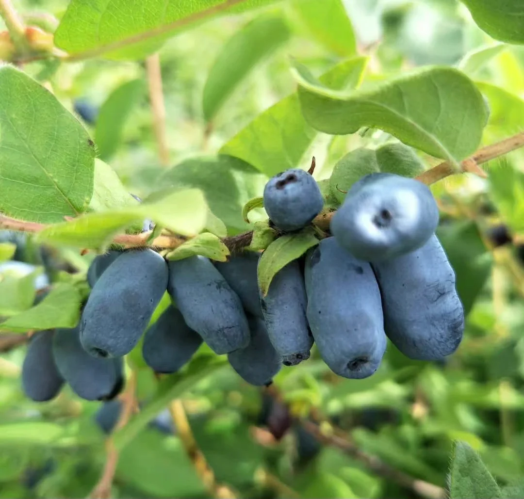 Blue indigo fruit seeds