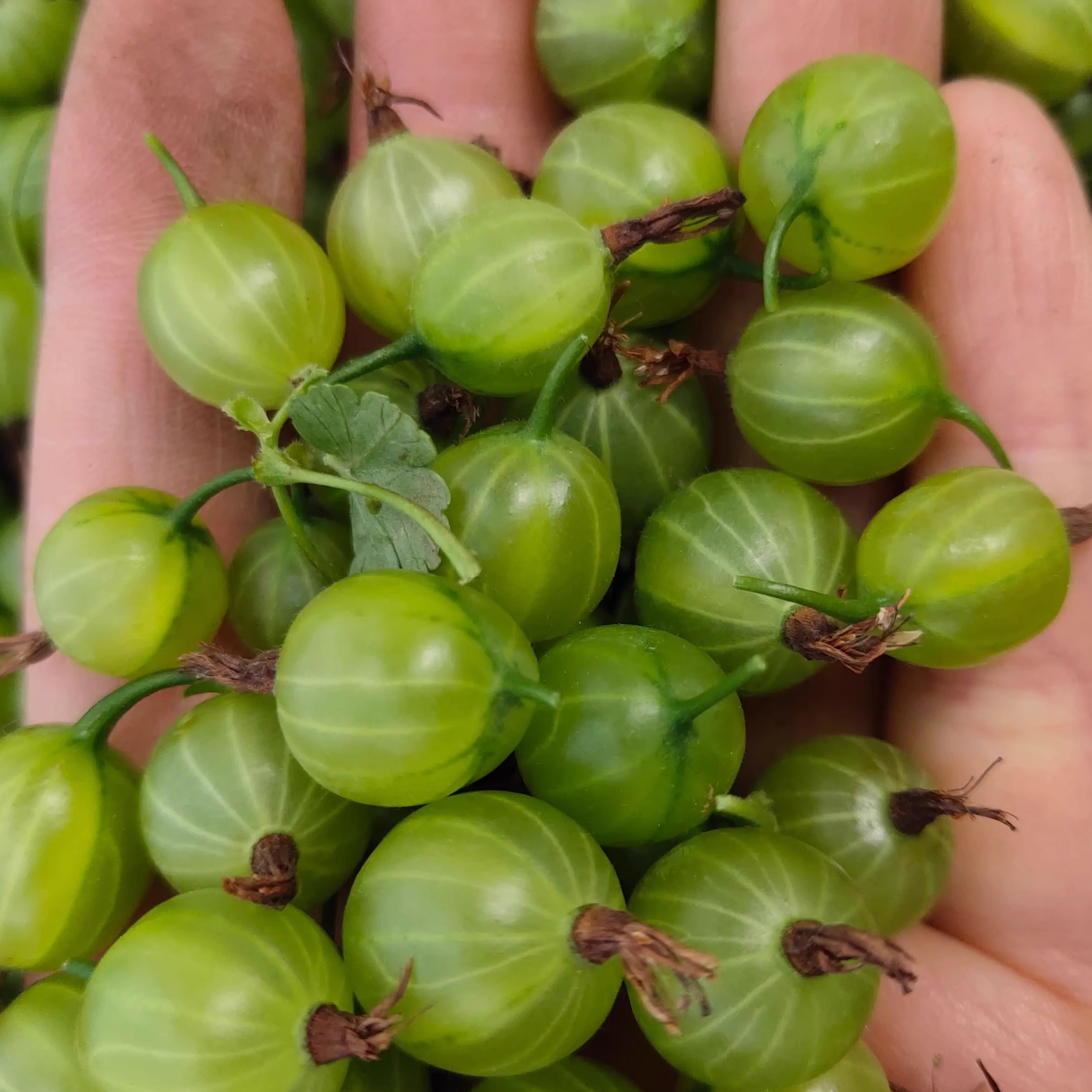 Arctic Bramble Seeds
