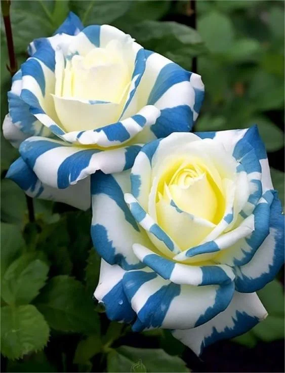 Tender Nightingale Rose Seeds💡