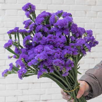 Forget-me-not Flower Seeds