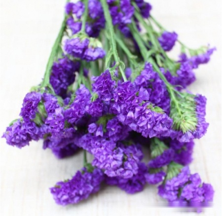 Forget-me-not Flower Seeds