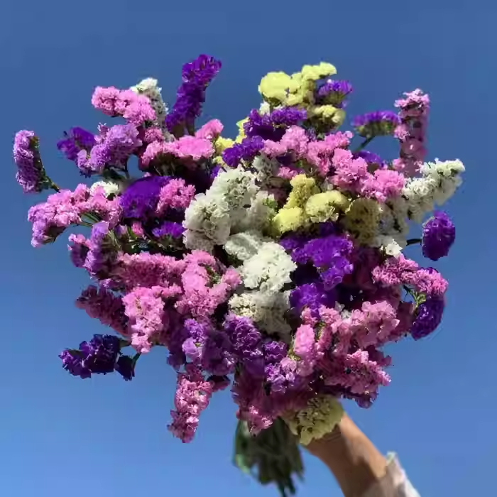 Forget-me-not Flower Seeds