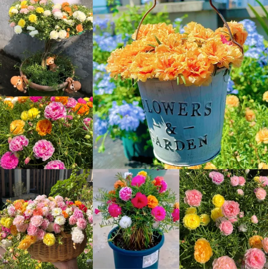 🎉5000 PCSDouble-petaled sunflowers🌺