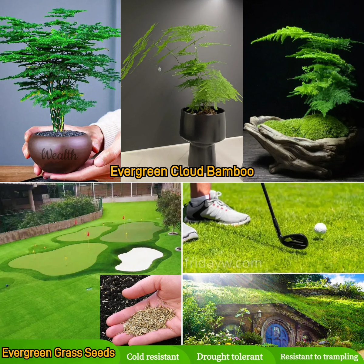 Bonsai Cloud Bamboo Seeds🎍