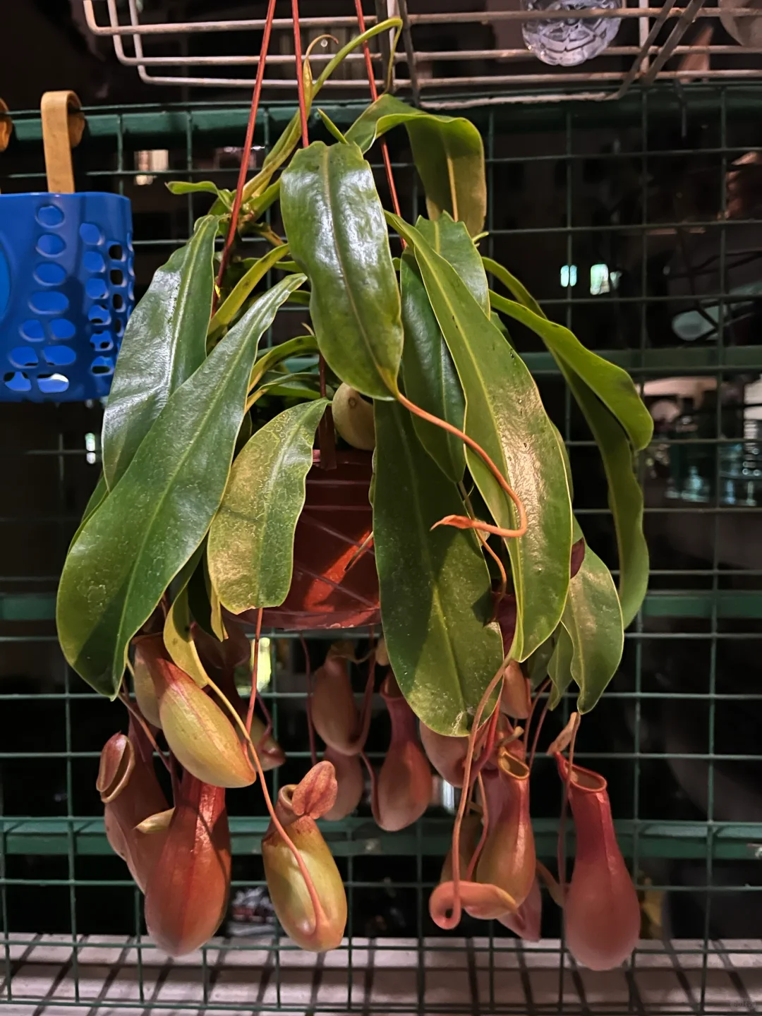 Super Pitcher Plant Seeds